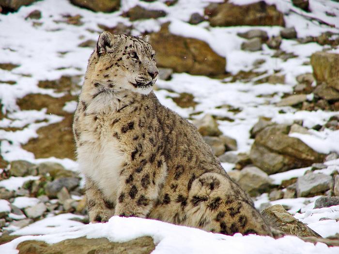 ladakh_leopard_sniezny