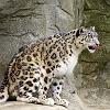 ladakh_lepard_sniezny