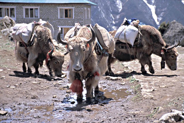 Syangboche_trekking_mt_everest_yaki Nepal