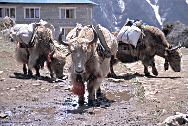 Nepal