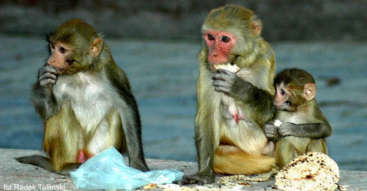 Glob Net wycieczki Nepal Glob Net wycieczki Nepal
