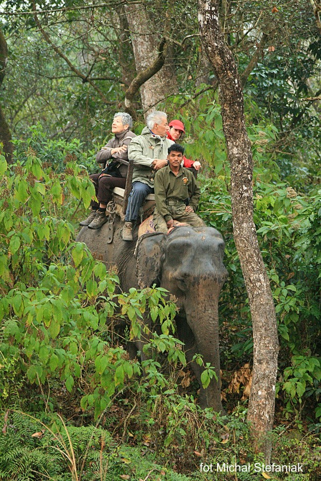 Safari na słoniach w rezerwacie w Nepalu Safari na słoniach w rezerwacie w Nepalu