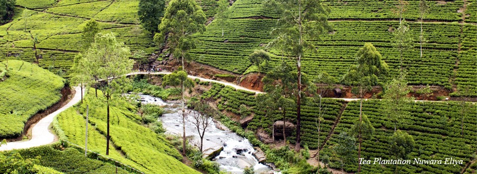 Plantacja herbaty na Sri Lanka