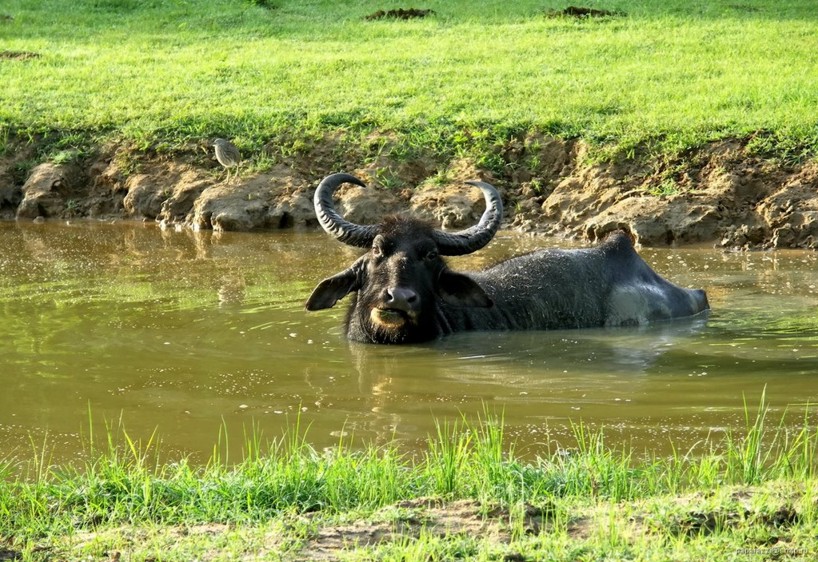 Yala NP Sri Lanka