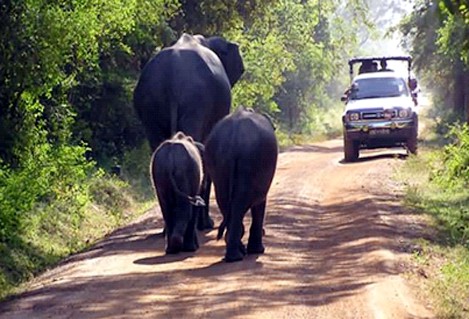 Yala NP na Sri Lanka