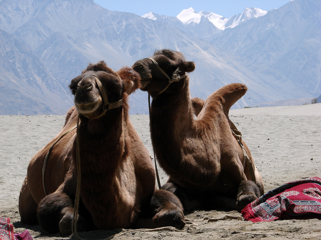 Jeep Safari Ladakh Himalaje 