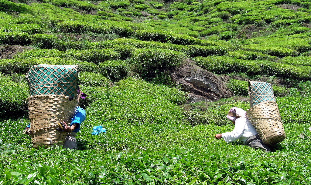 Kanchenjunga Base Camp Trekking