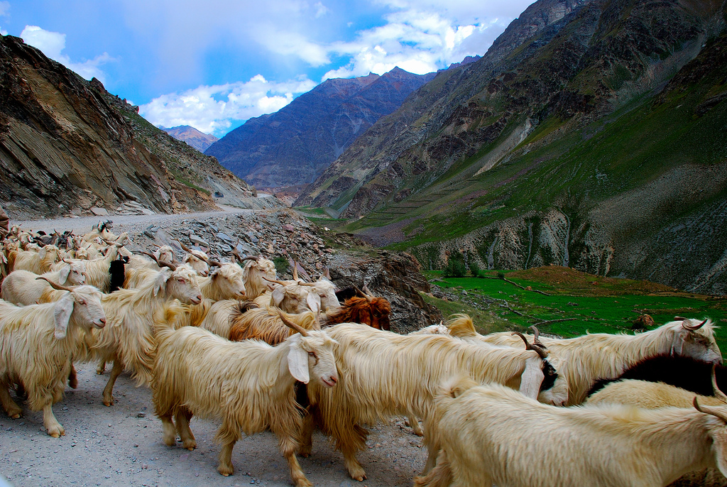 Wyprawa do Ladakh i Kaszmir
