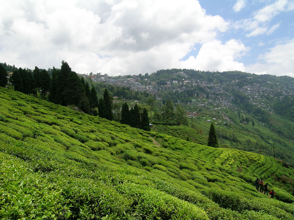 Kanchenjunga Base Camp Trekking