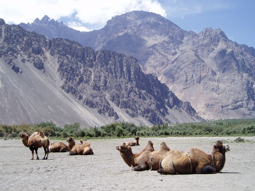 Himalaje Ladakh Markha Treking