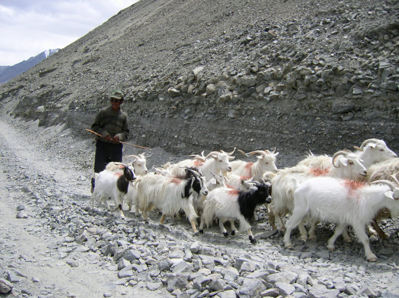 Himalaje Ladakh Markha Treking